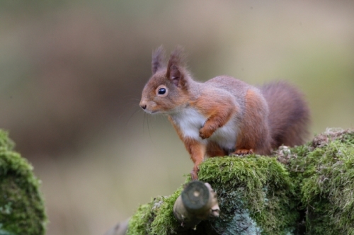 Red squirrel